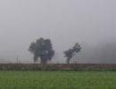 nebel nebel