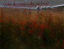 mohn1 mohn1