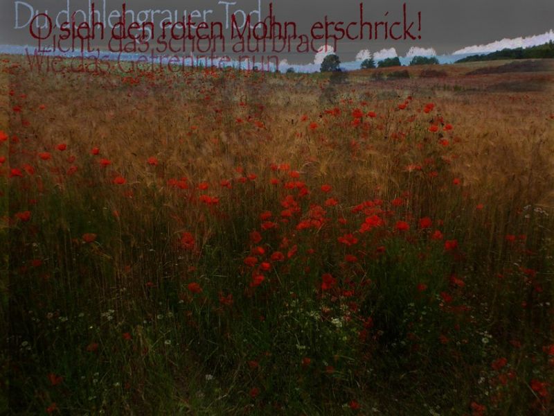 mohn1 mohn1